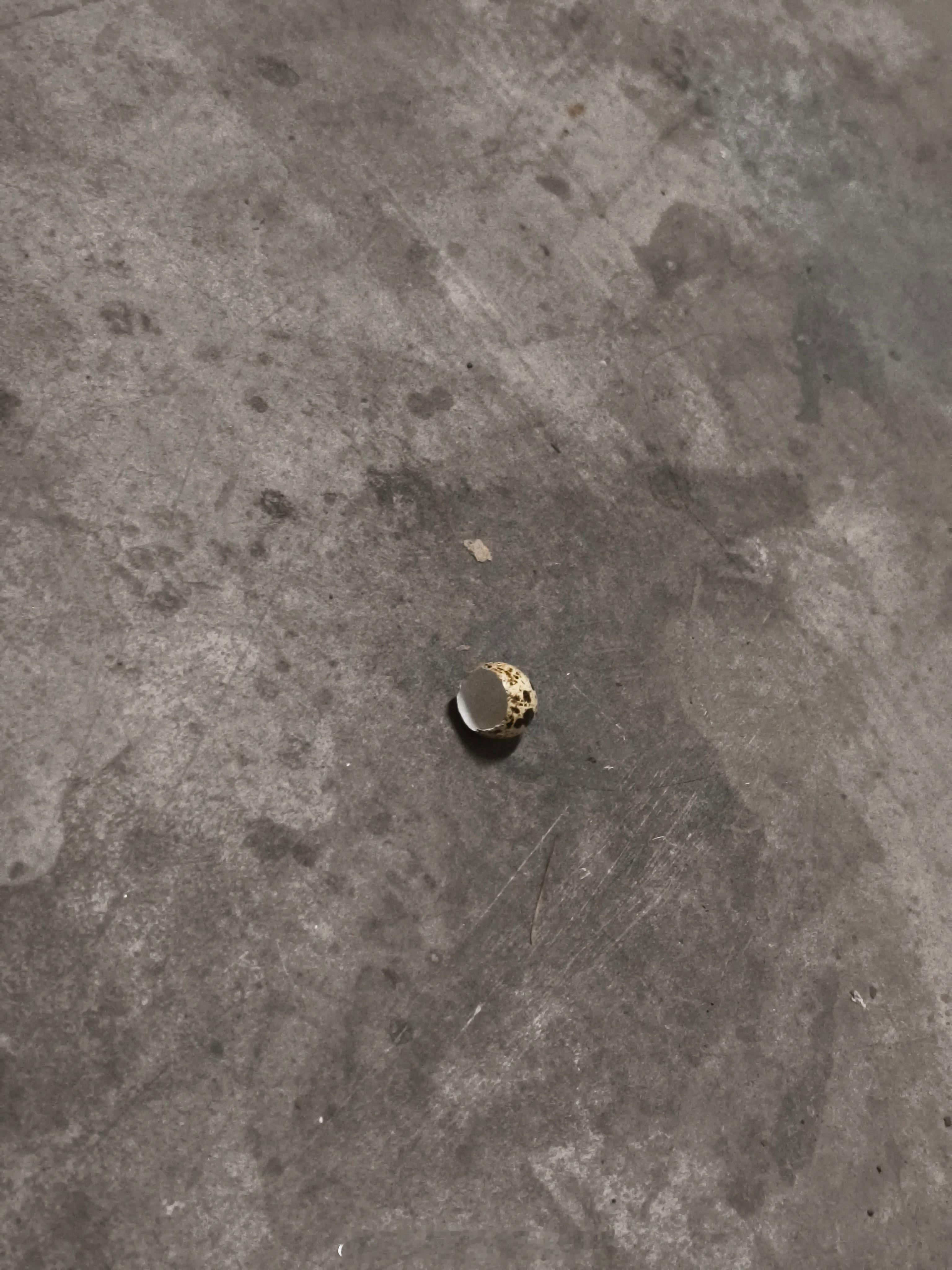 萌萌的鹌鹑蛋壳一枚 ​​​