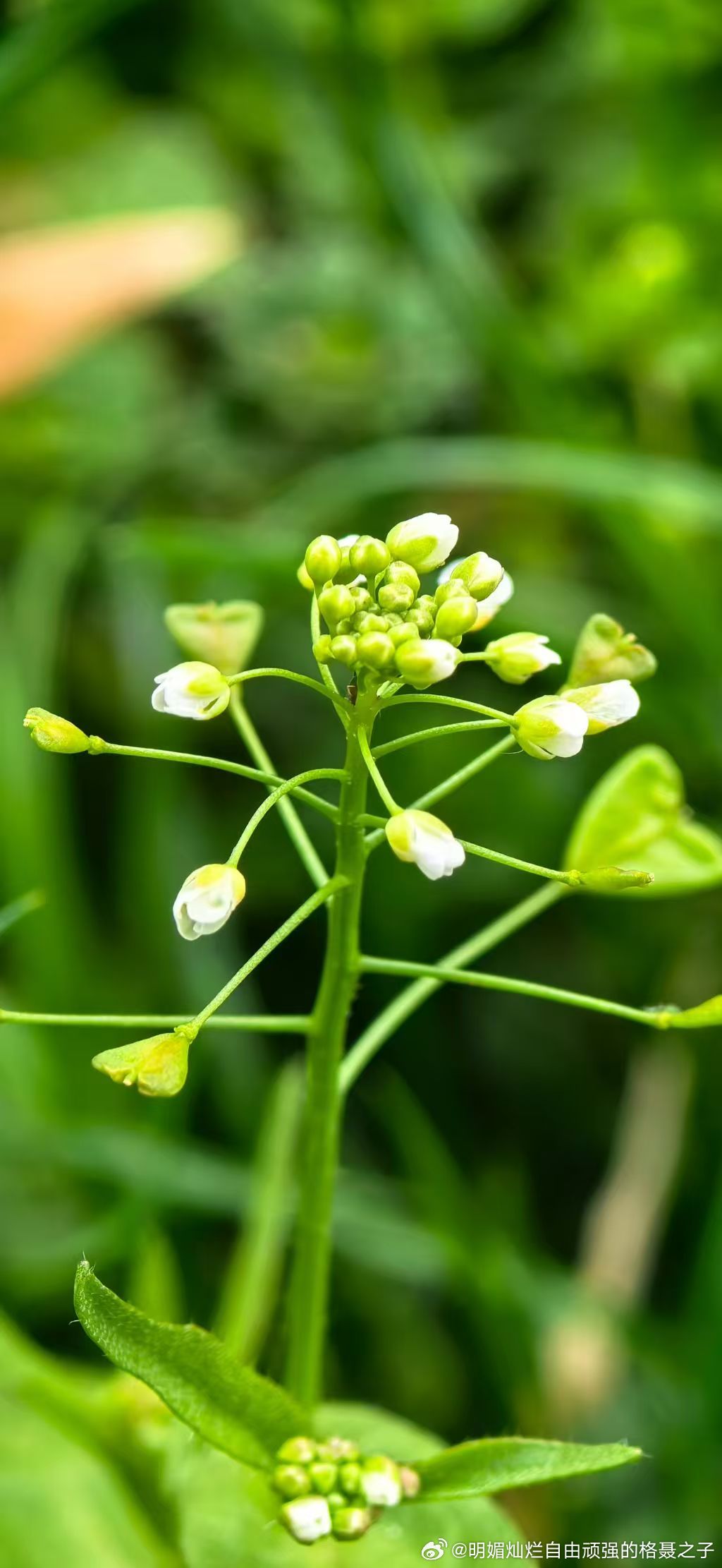 苔米香 