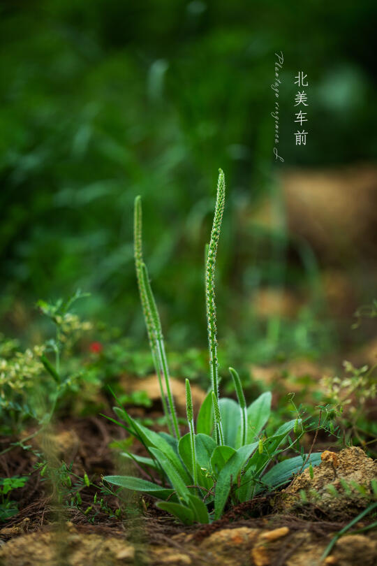 北美车前｜Plantago virginica L.