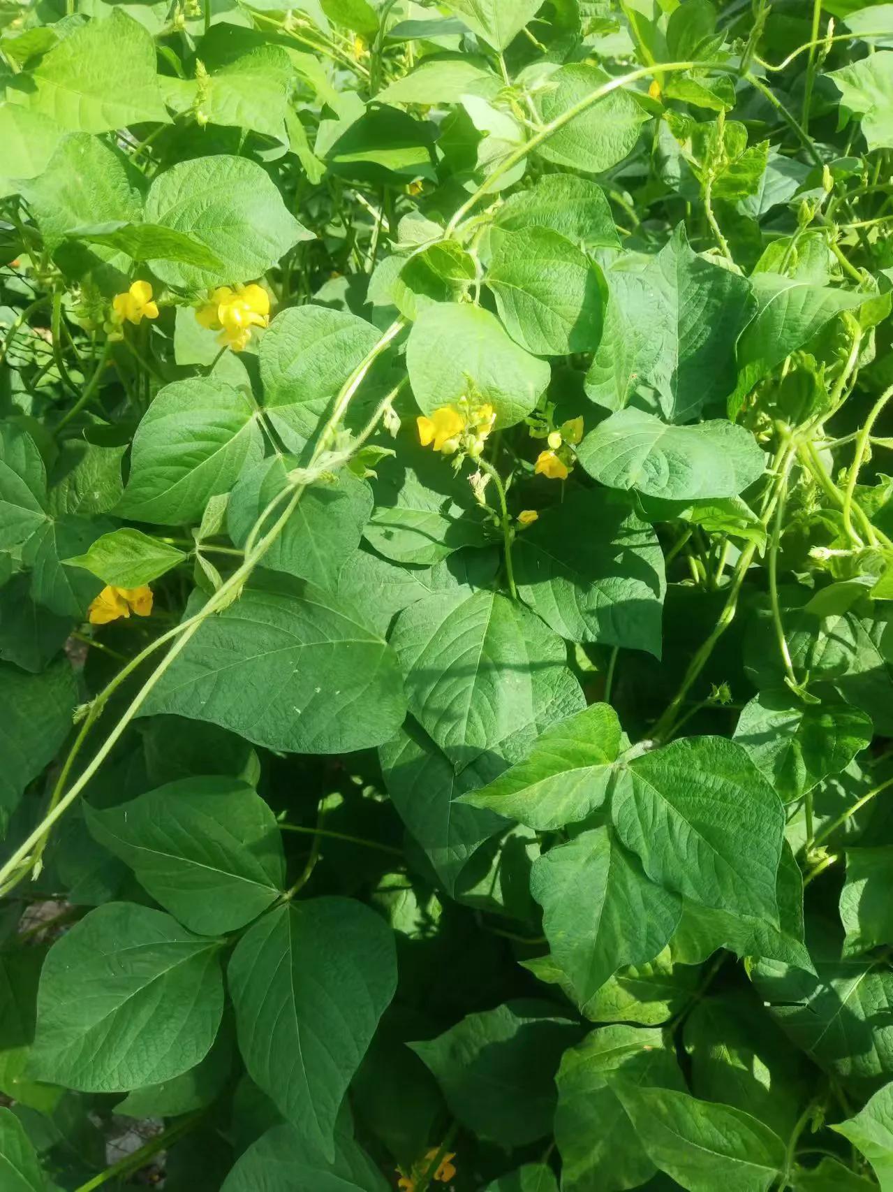 在浩瀚无垠的天地之间，仿佛只有华夏儿女对月亮有着别样的深情。
 
这种深情最为生