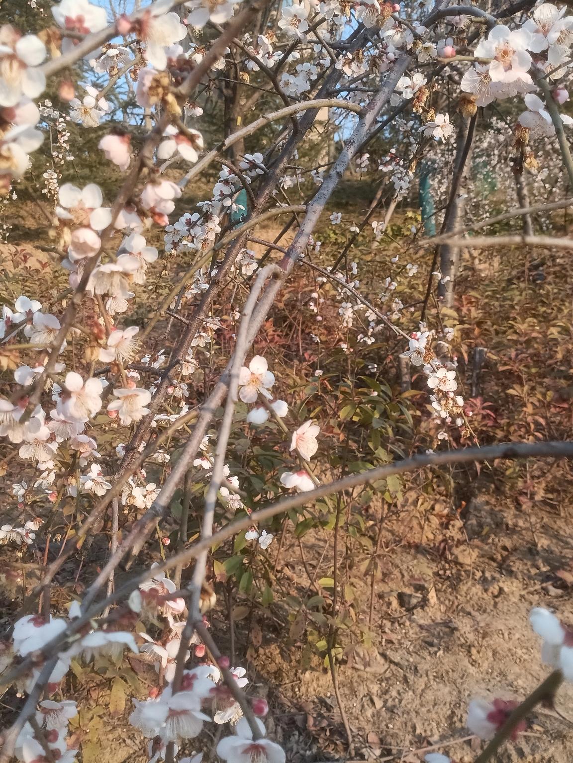 e洁自动收口垃圾袋加厚家用易撕手提卡通加大穿绳一次性塑料袋