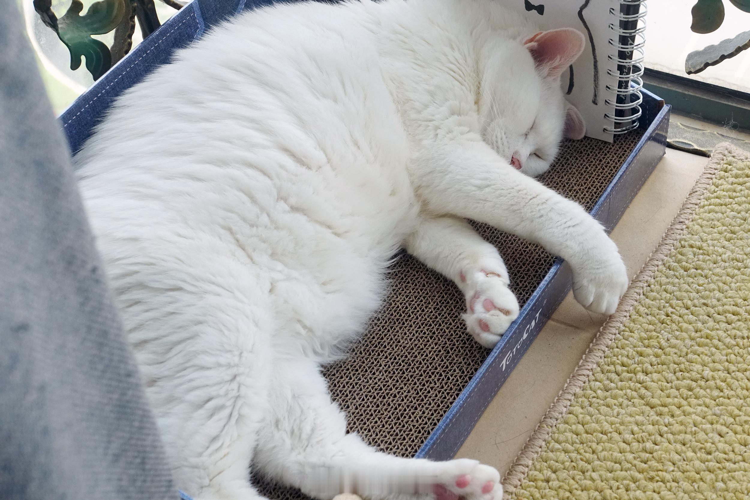 氣溫超過30度，白肥軟很快就發起來惹～ ​​​