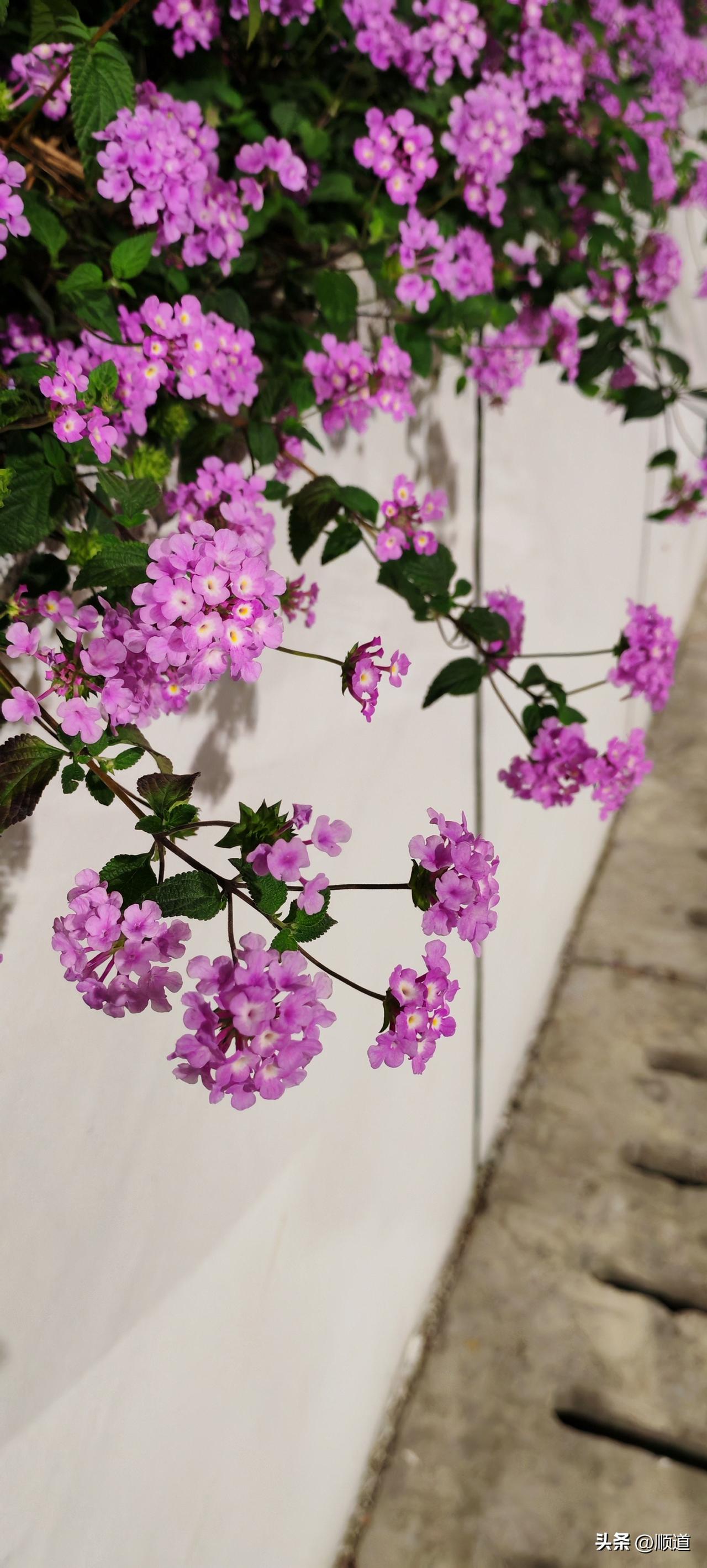 刚刚看到一个河南小伙子征婚，1991年的，34岁了吧。短婚离异，因女方不能生育主