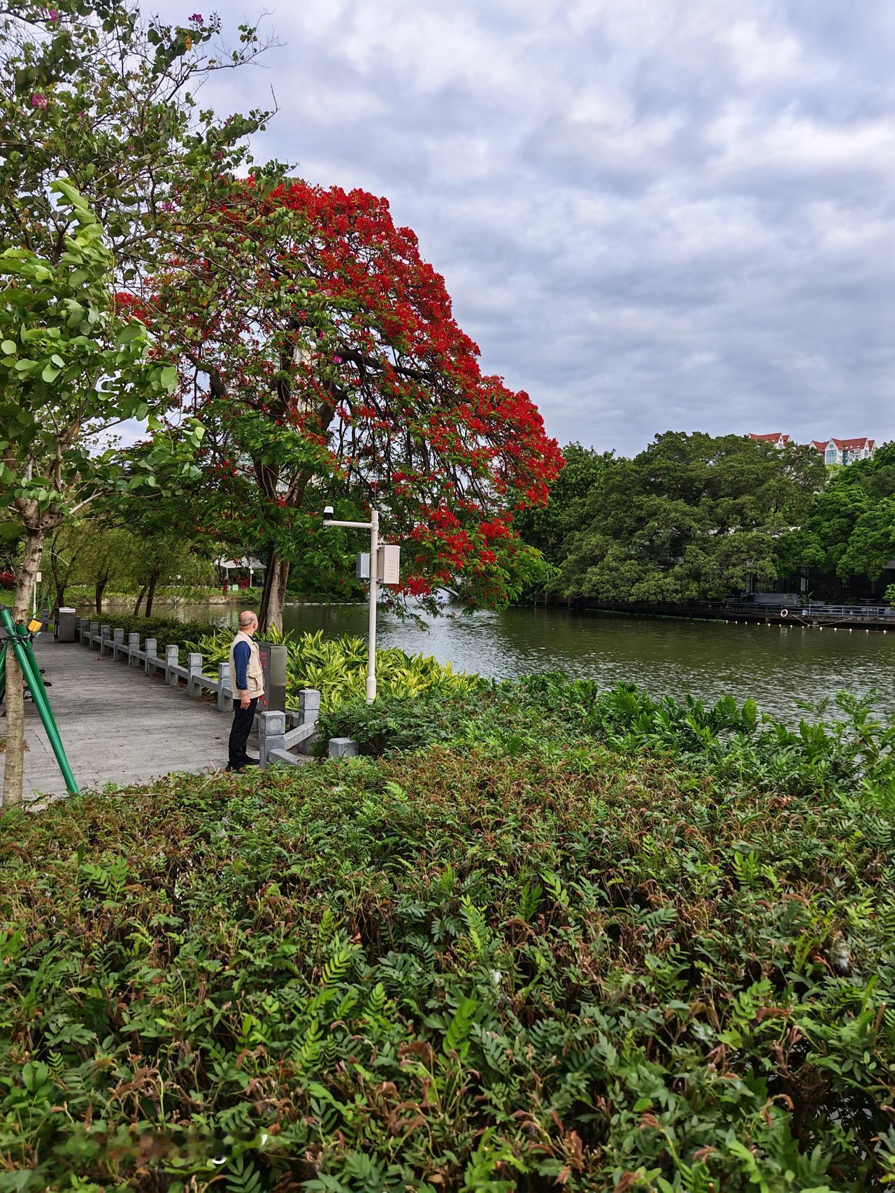 公园里拍的花