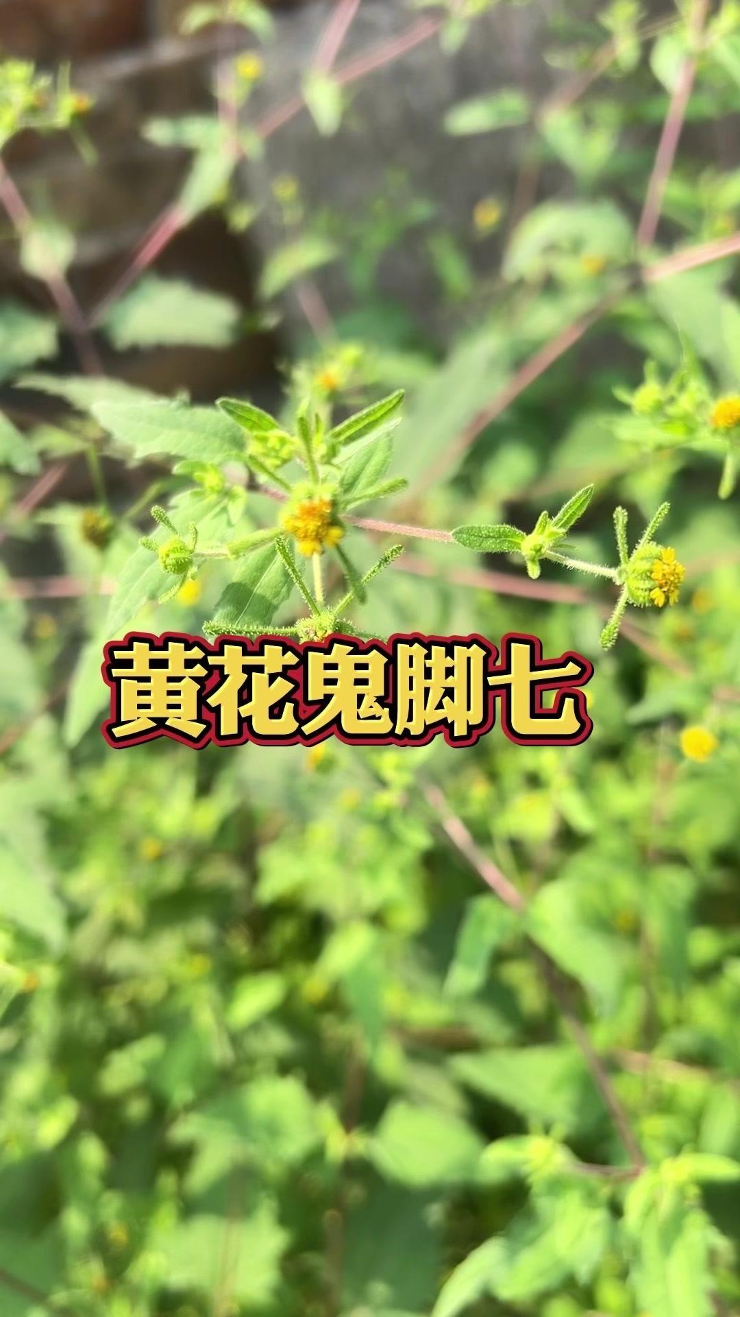 其实它在以前帮过不少人，具体是什么植物，可能很多人已经不记得了，但这种常见的野生