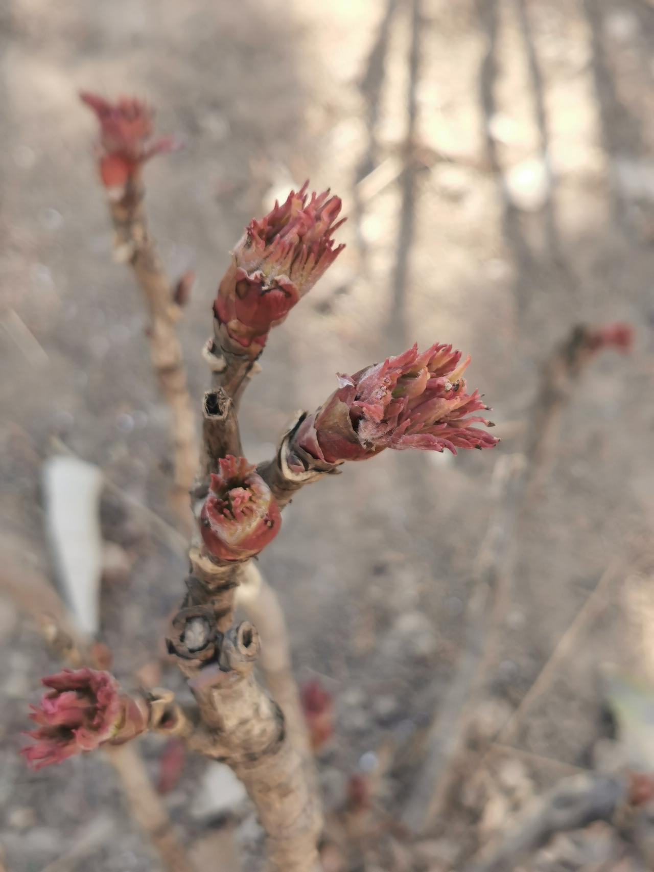 牡丹快开了吧
    先别急着喷，你看吧，下面的图片就是牡丹的新芽。这些新芽里就