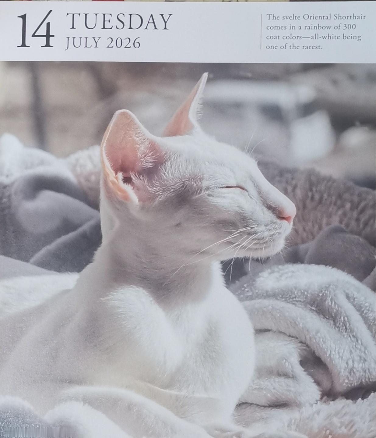 猫宁。多帅想沐浴？强弟在生气？一日二猫，洋猫小白打盹，中猫异瞳偷看。
