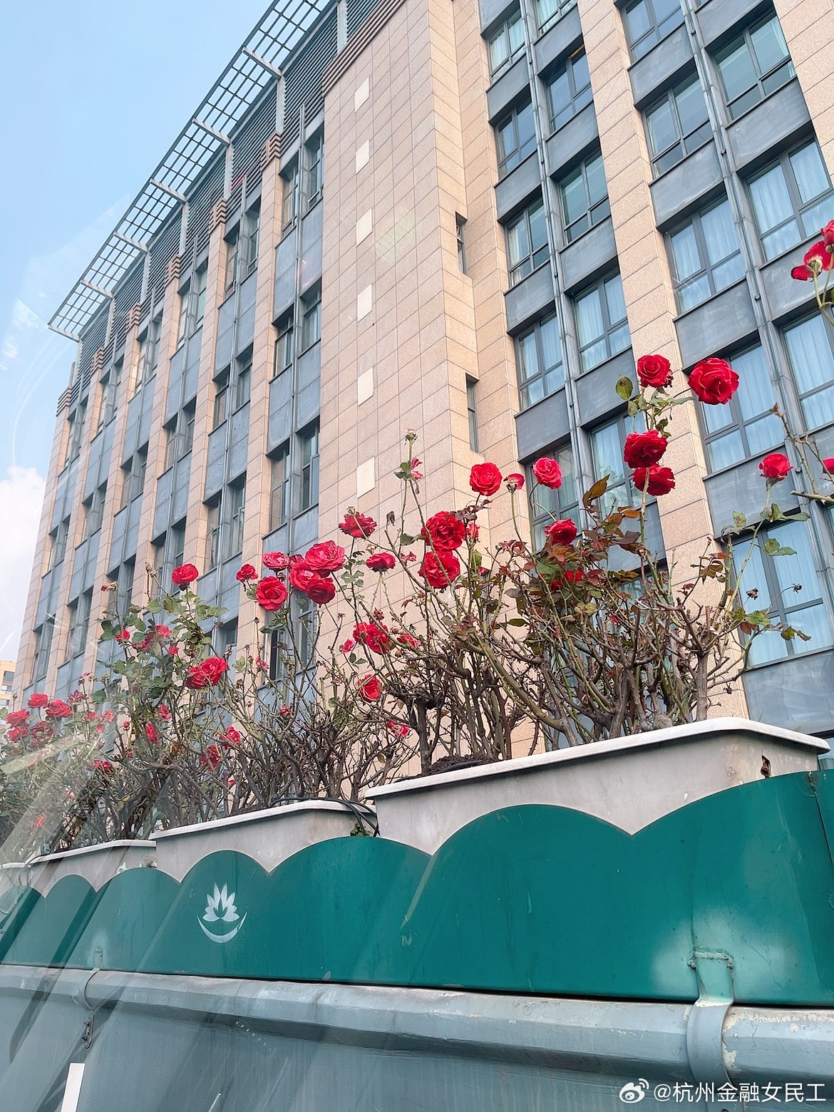 冬日玫瑰在风中摇曳。 