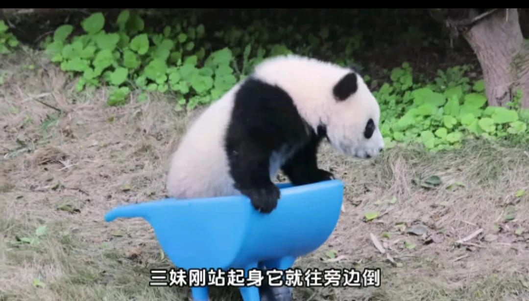 别看年龄小但是志气高！
三妹是不是认为自己太可爱了，直接翻上了翻斗车！
三妹啊，