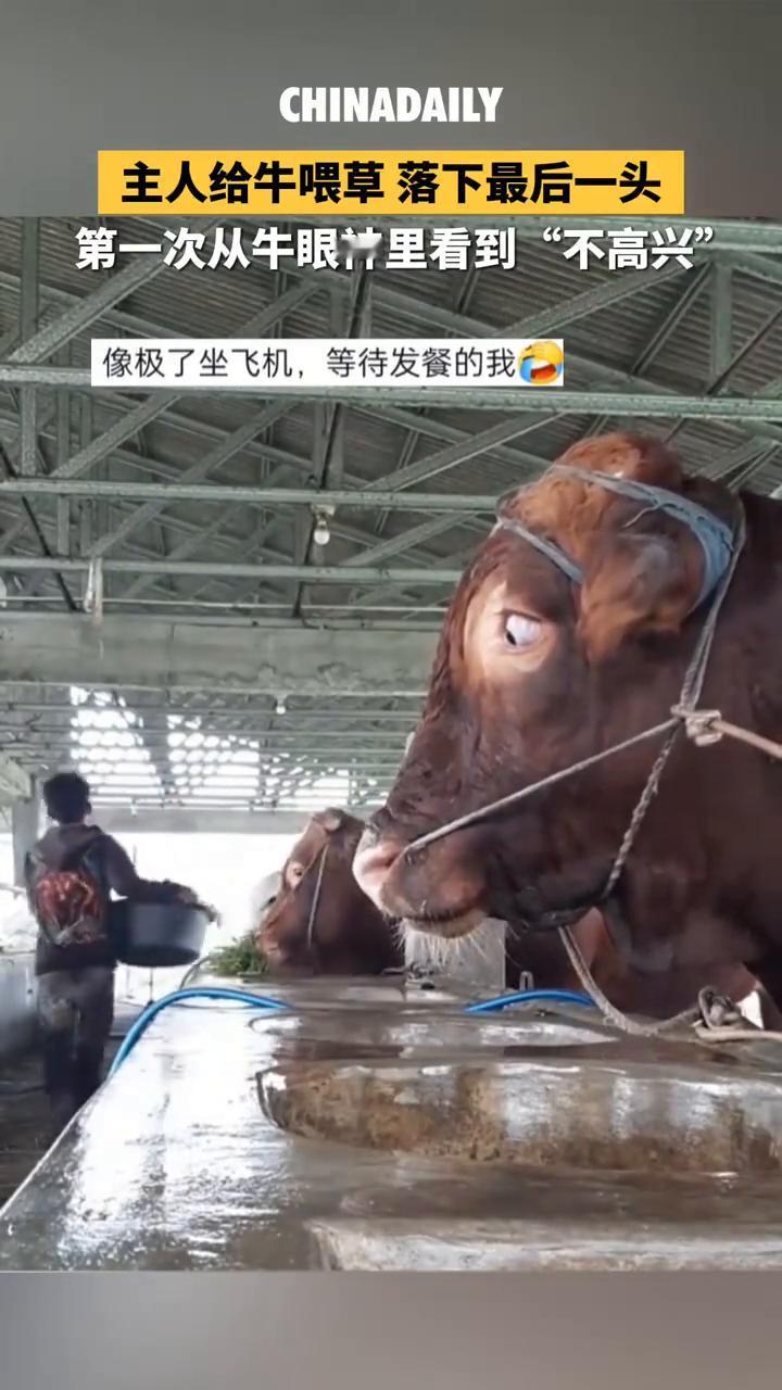 主人给牛喂草落下最后一头，第一次从牛眼神里看到"不高兴"。
来源：南越异乡人。