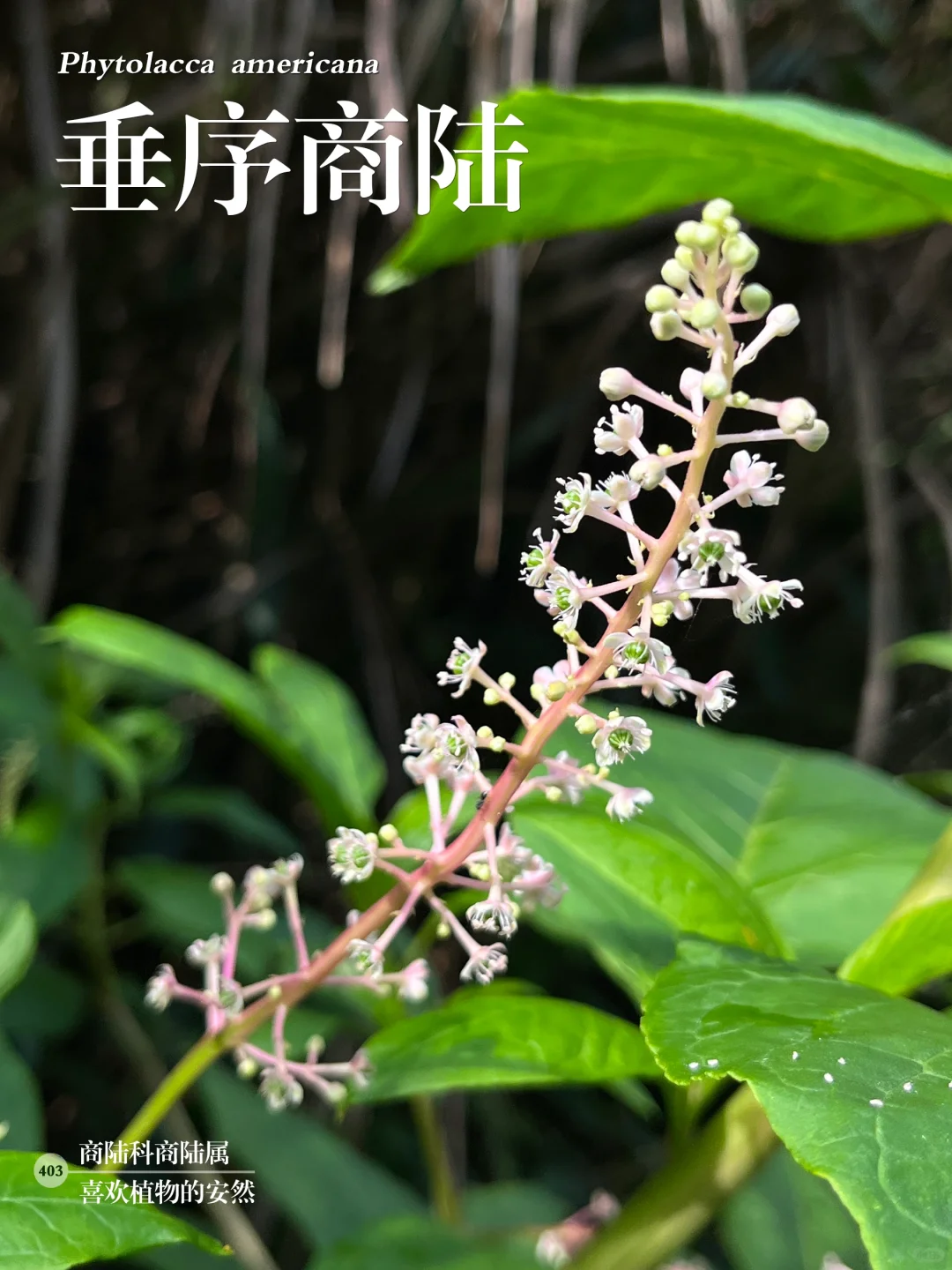 福州植物打标403｜垂序商陆