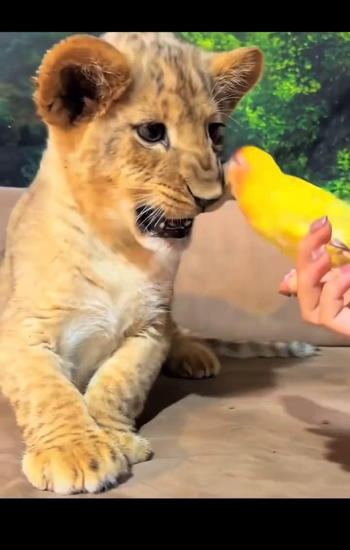 哈哈哈。