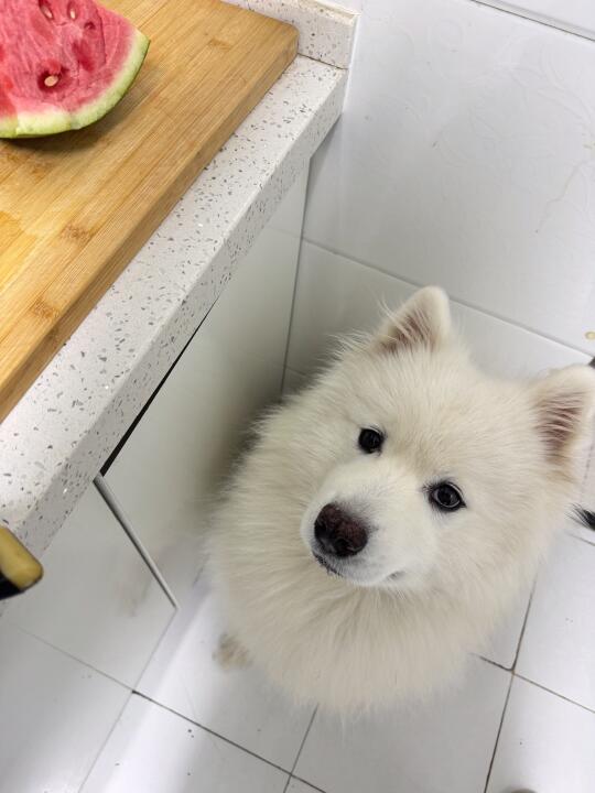 一只虔诚的小狗