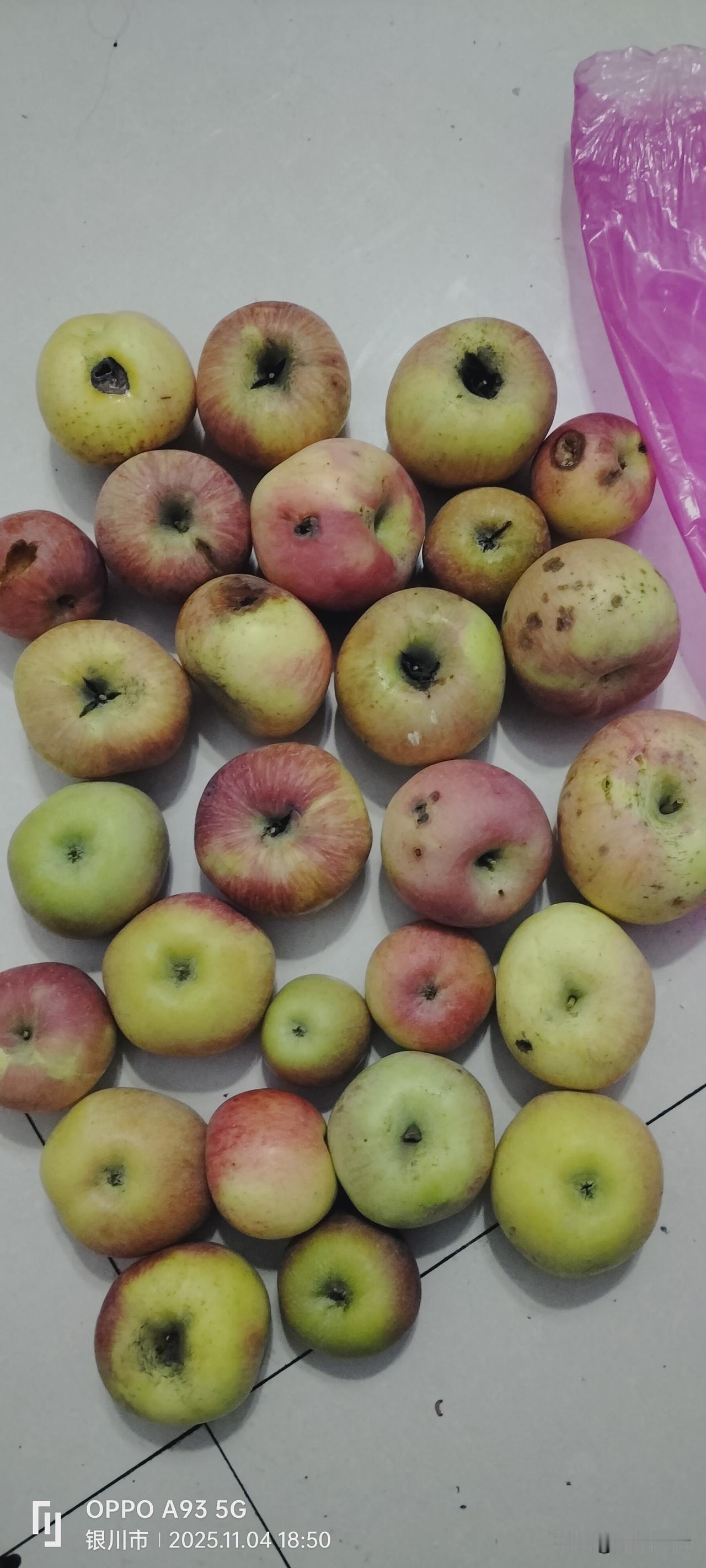 丧尽天良的黑心摊贩！今天早市花15元买了一袋苹果🍎，拿回来打开一看一大半是坏的