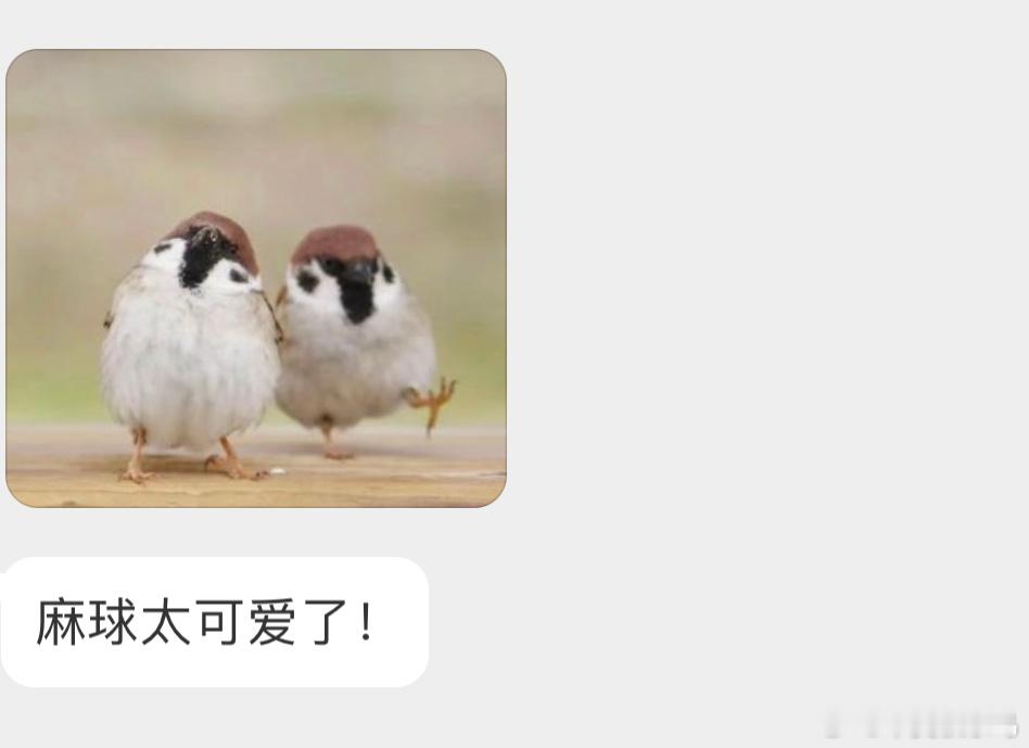 两只神气的小麻雀！ ​​​