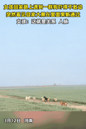 都给它面子，说明大黑混的不错。
看来不只是认识人有用，有时认识狗也是有用的。
实