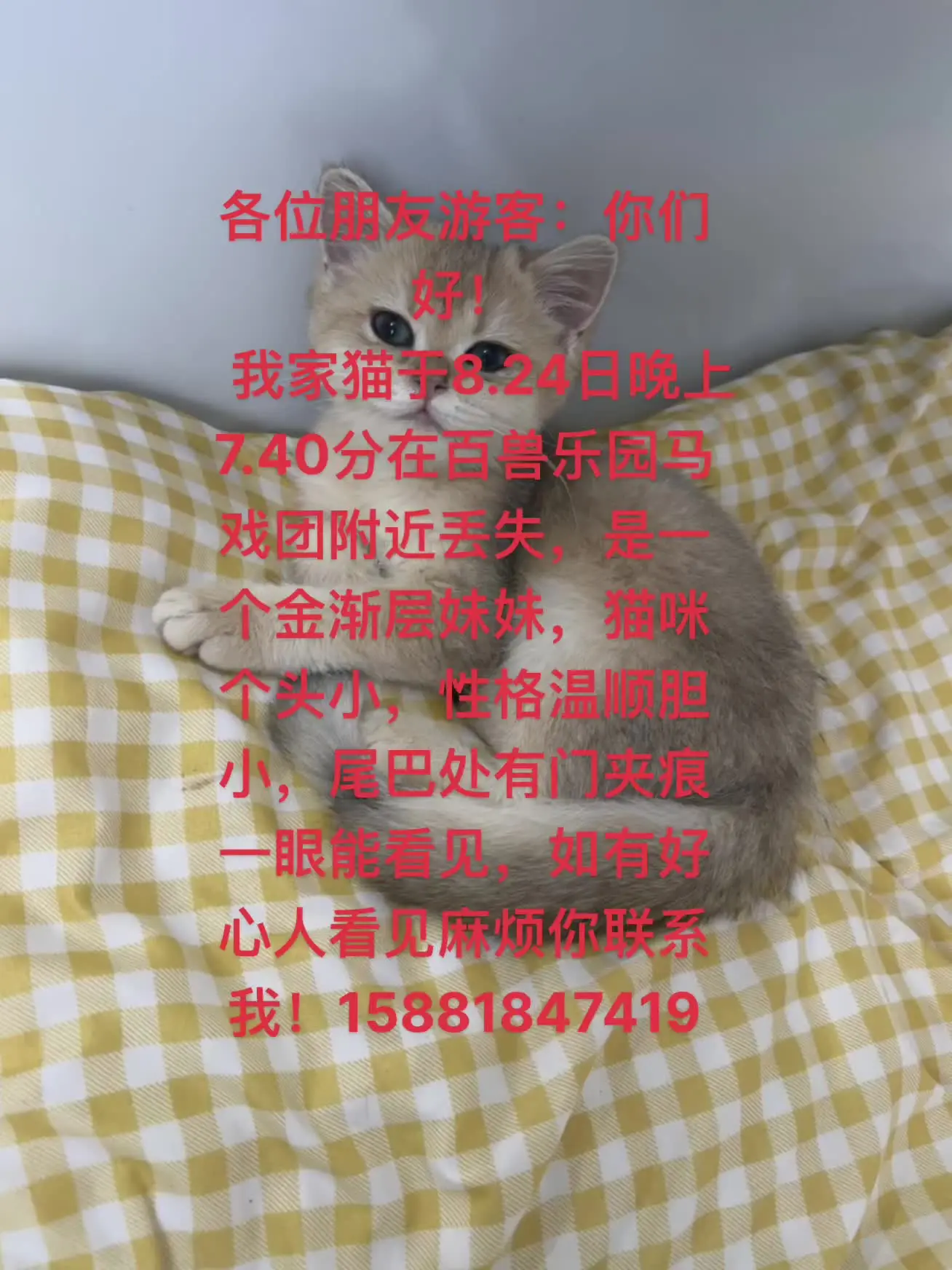 各位朋友：大家好！ 我家猫于8.24日晚 7:40左右在百兽乐园马戏团...