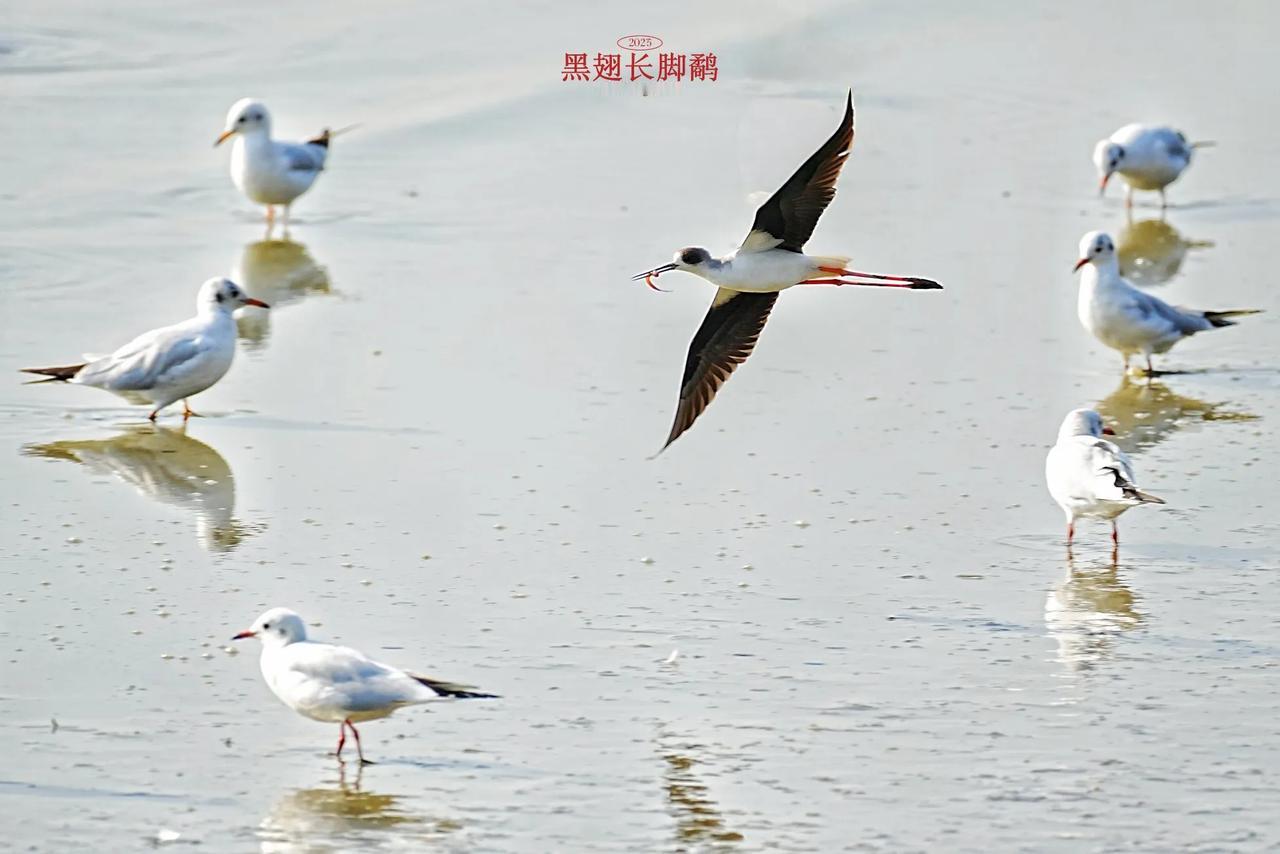 《浅滩共生曲：黑翅长脚鹬与鸥群的浅滩情弦》