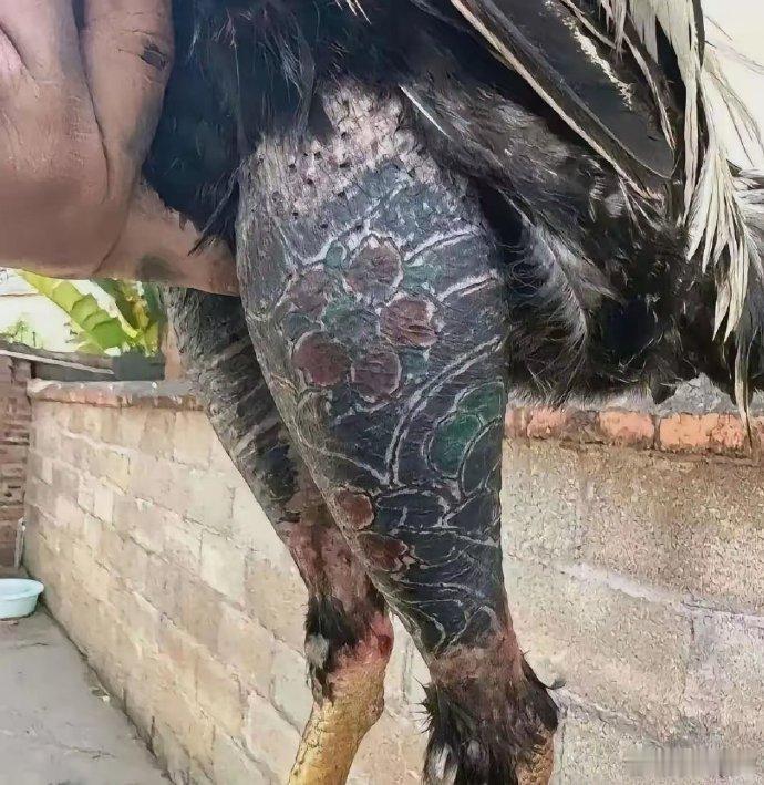 第一次见鸡还有纹身？ 