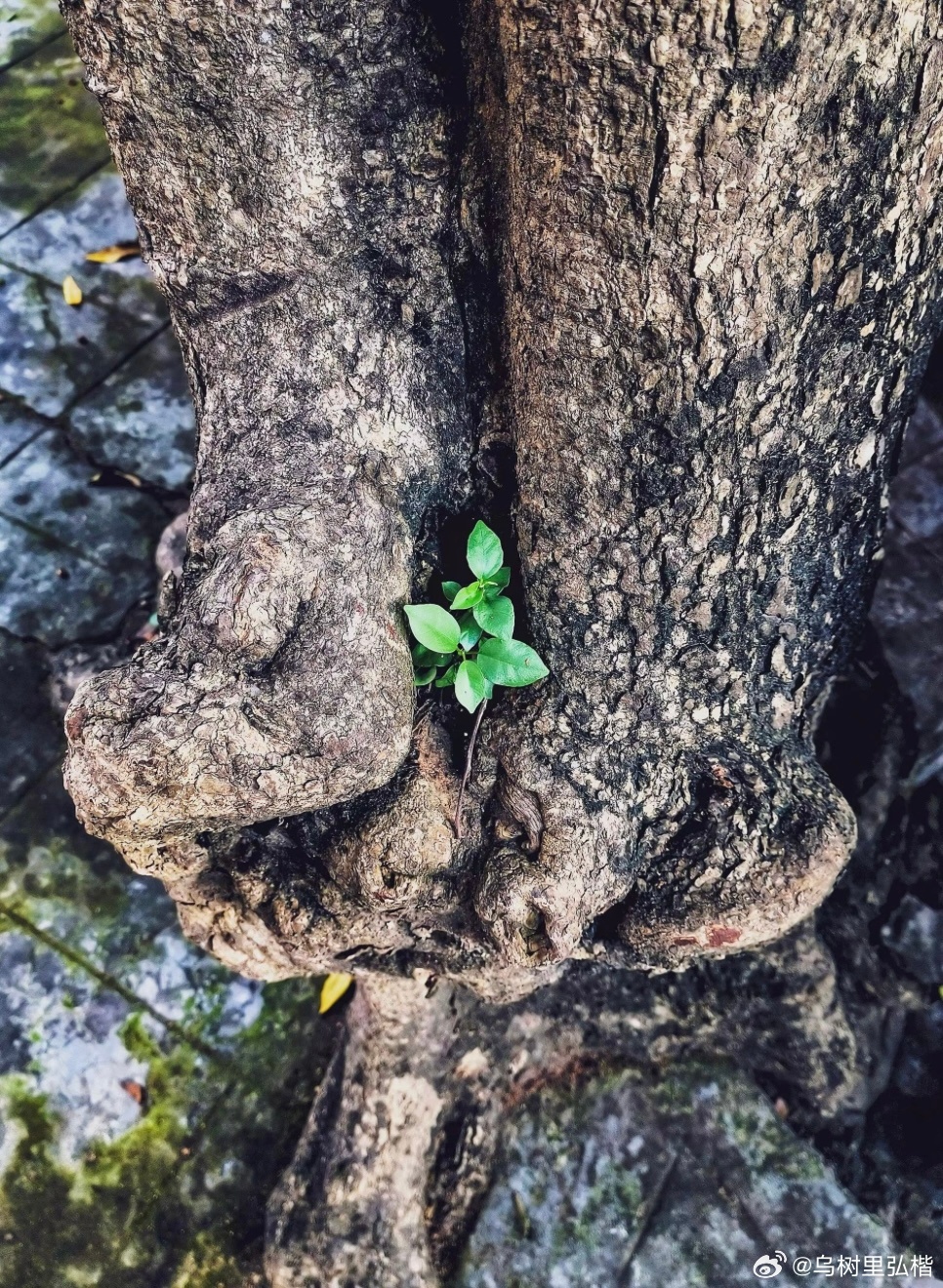 光阴不知觉，落在初秋里，清风悄悄，吹过那山海朝暮，吹远了一季浮华，又不知觉间，携