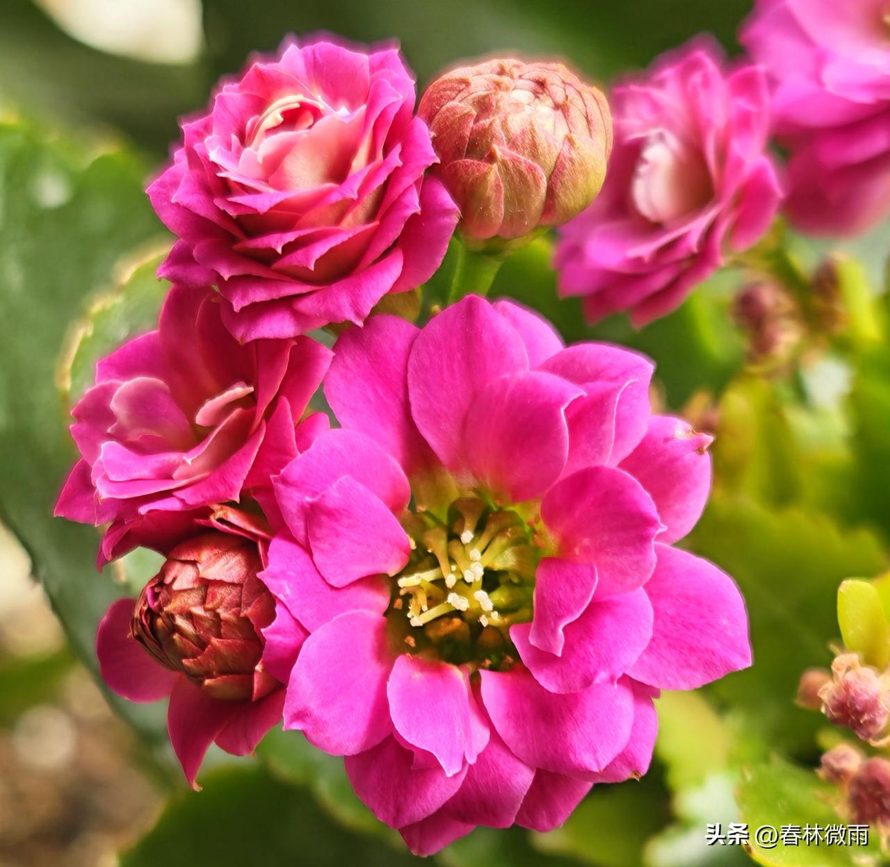 晒晒我养的长寿花开了，长寿花名字好听，寓意吉祥。叶片浓绿厚实，小花有红色、粉红色