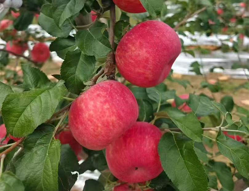 这个季节，吃苹果，还得是秦脆

秦脆苹果最大特点，采摘之后，直接鲜食，果肉酥脆，