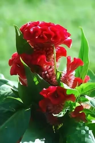 为什么男人总是不珍惜对他好的人？太扎心了
 
很多女人都想不通，自己掏心掏肺对他