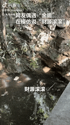意外的惊喜!山东一女子游玩途中碰到了趴在石块上的“金蟾”，女子朝着它大喊财源滚滚