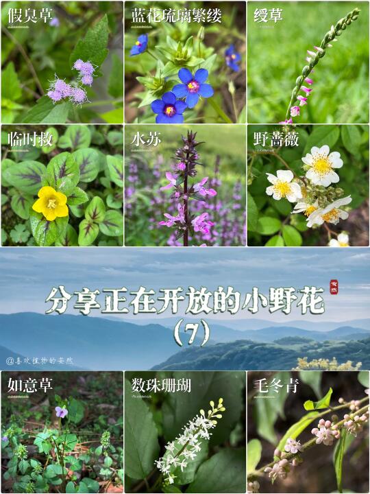 大自然的馈赠，分享正在开放的小野花（7）