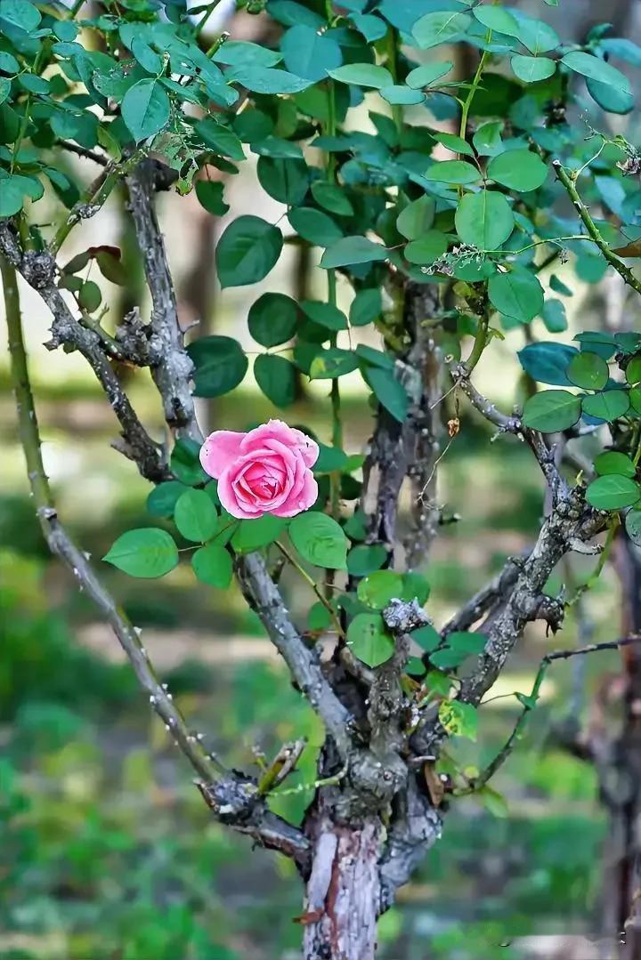 #分享一张随手拍的花。#