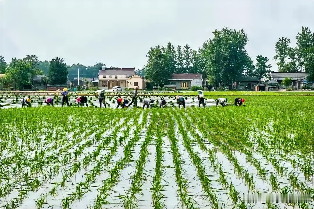 水稻的特性你知道吗?               水稻这玩意儿，最大的特性还真就
