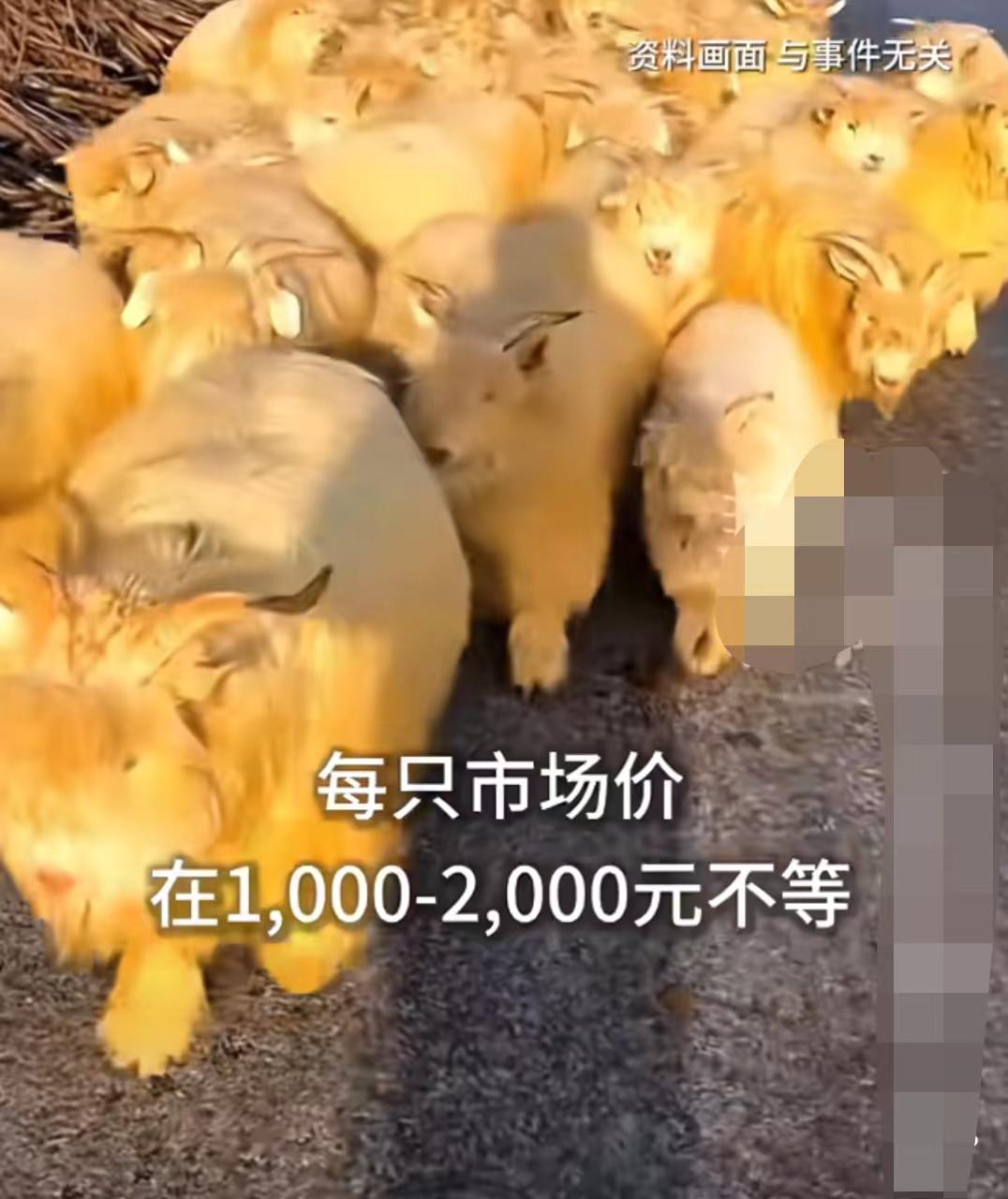 今天最难受的就是这个
大同被烧死绒山羊的主人了！
不仅是因为这么多羊被烧死，甚至