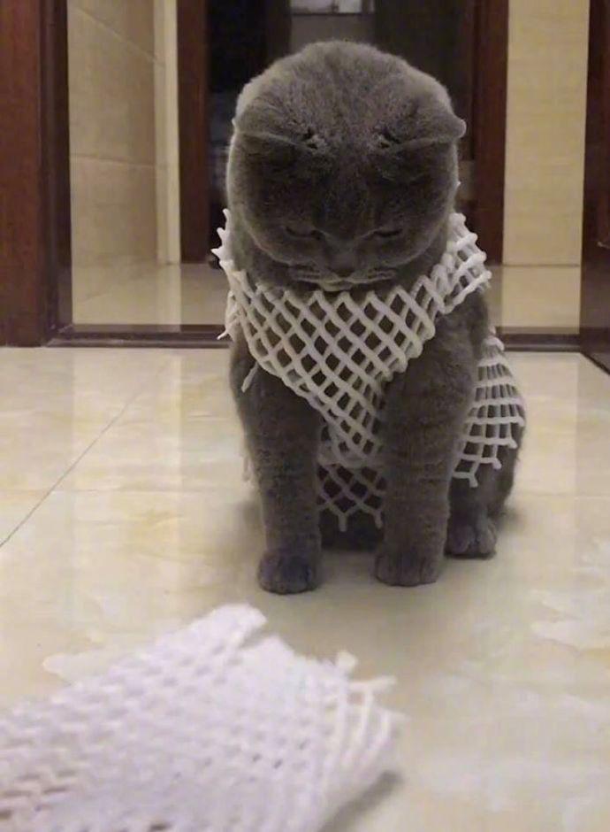 这是女仆装吗...