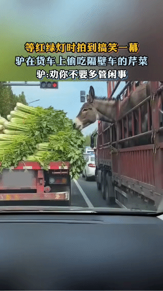 等红灯偶遇“吃货驴”，这操作我笑到拍方向盘！
 
等红灯时撞见名场面：隔壁拉芹菜