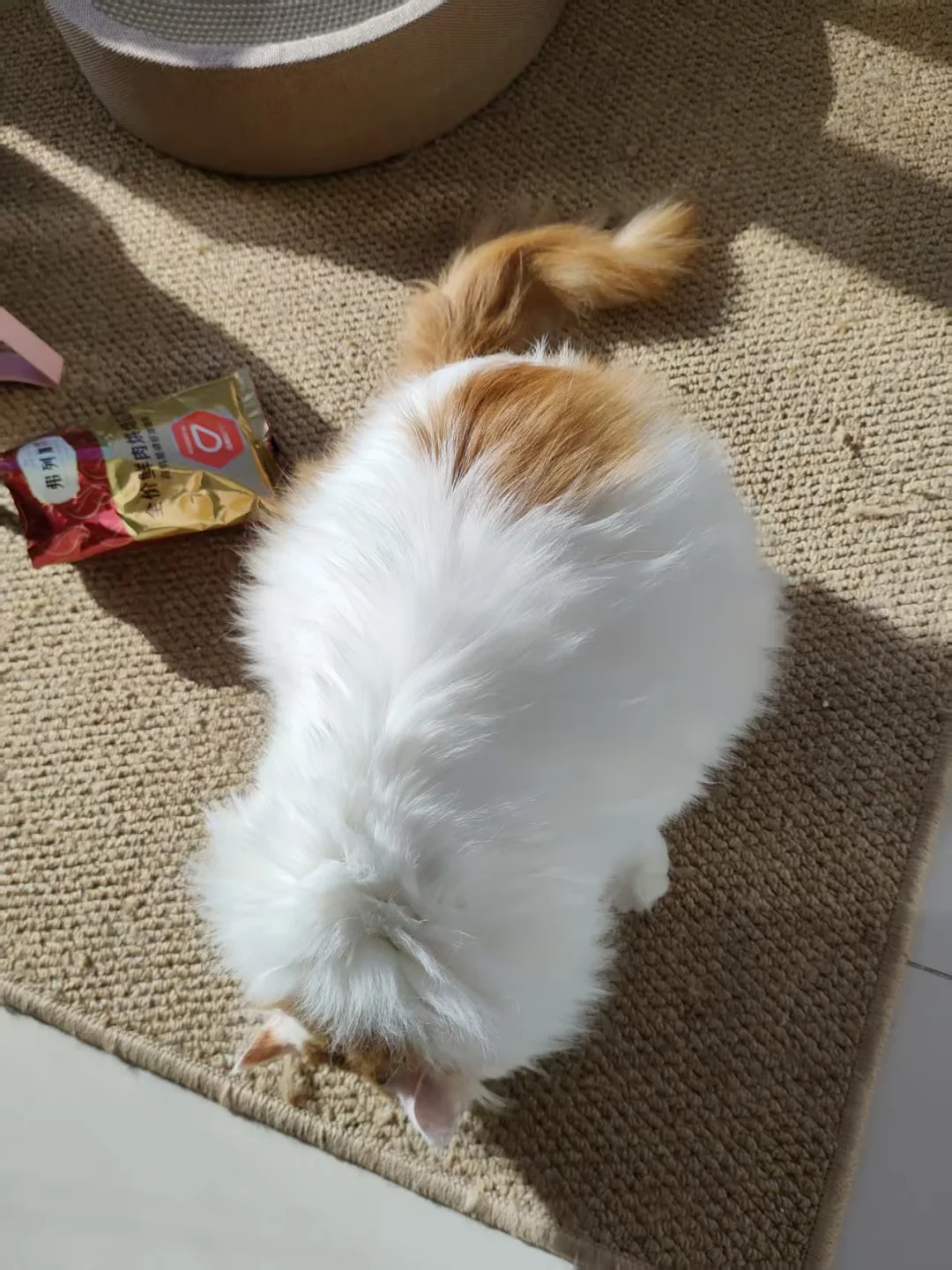 大家快看！我家猫在发光耶
