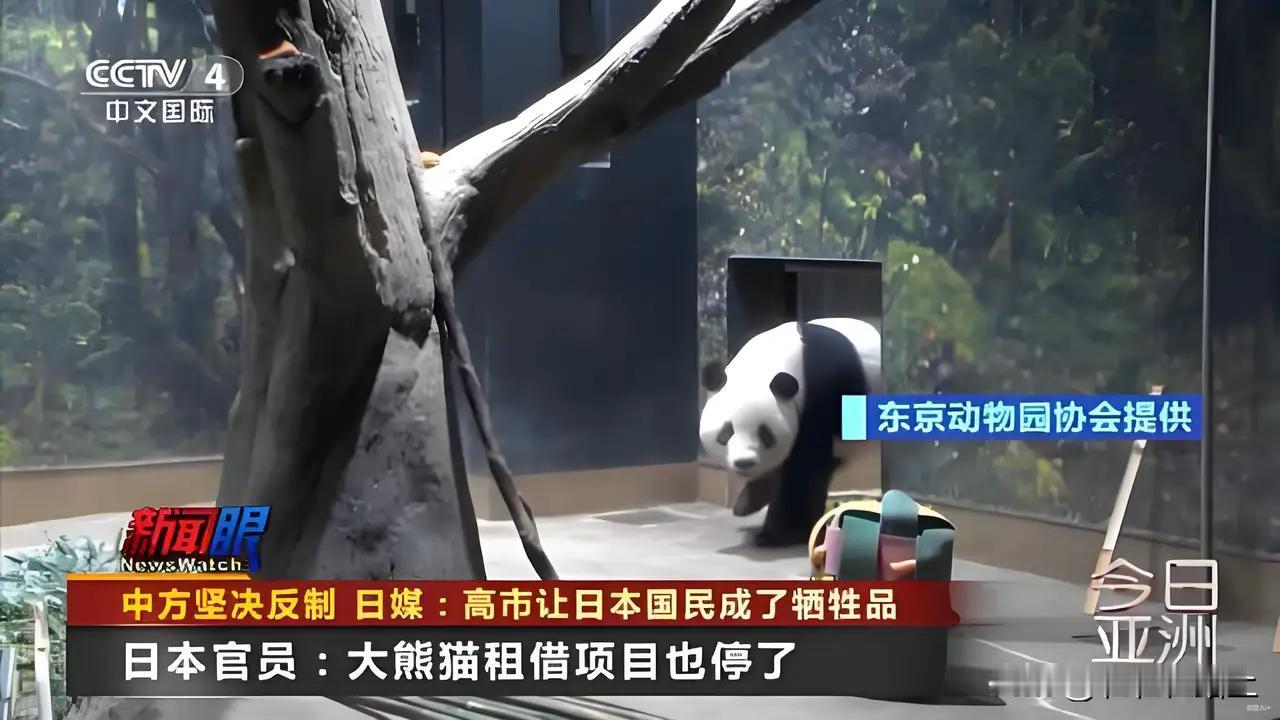 熊猫外交风向变了！日本民众急坏了：54年来头一遭遇到“没熊猫”的情况。谁也没想到