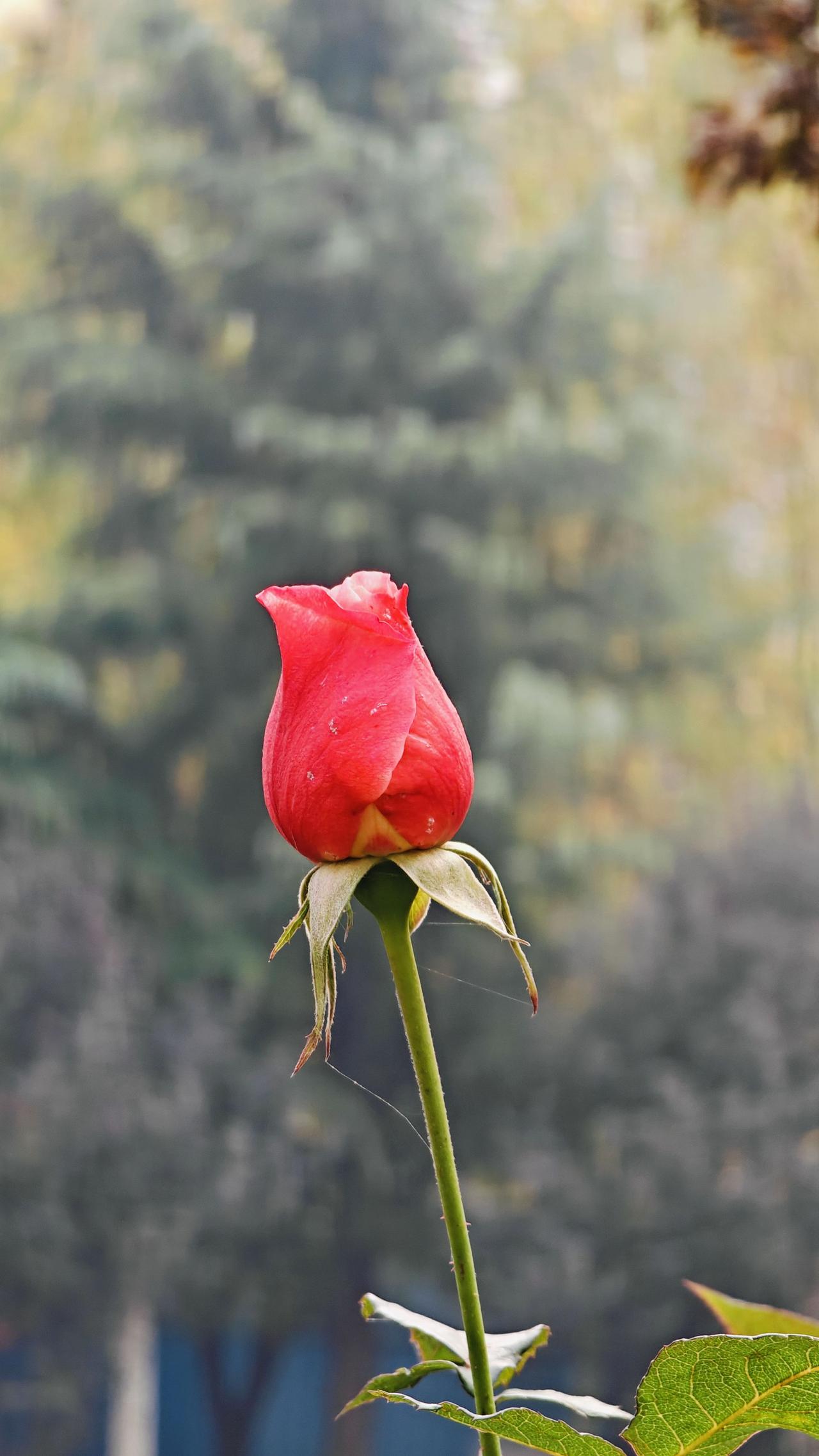 花的心，藏在蕊中，空把花期都错过。
你的心忘了季节，从不轻易让人懂。

花心 手