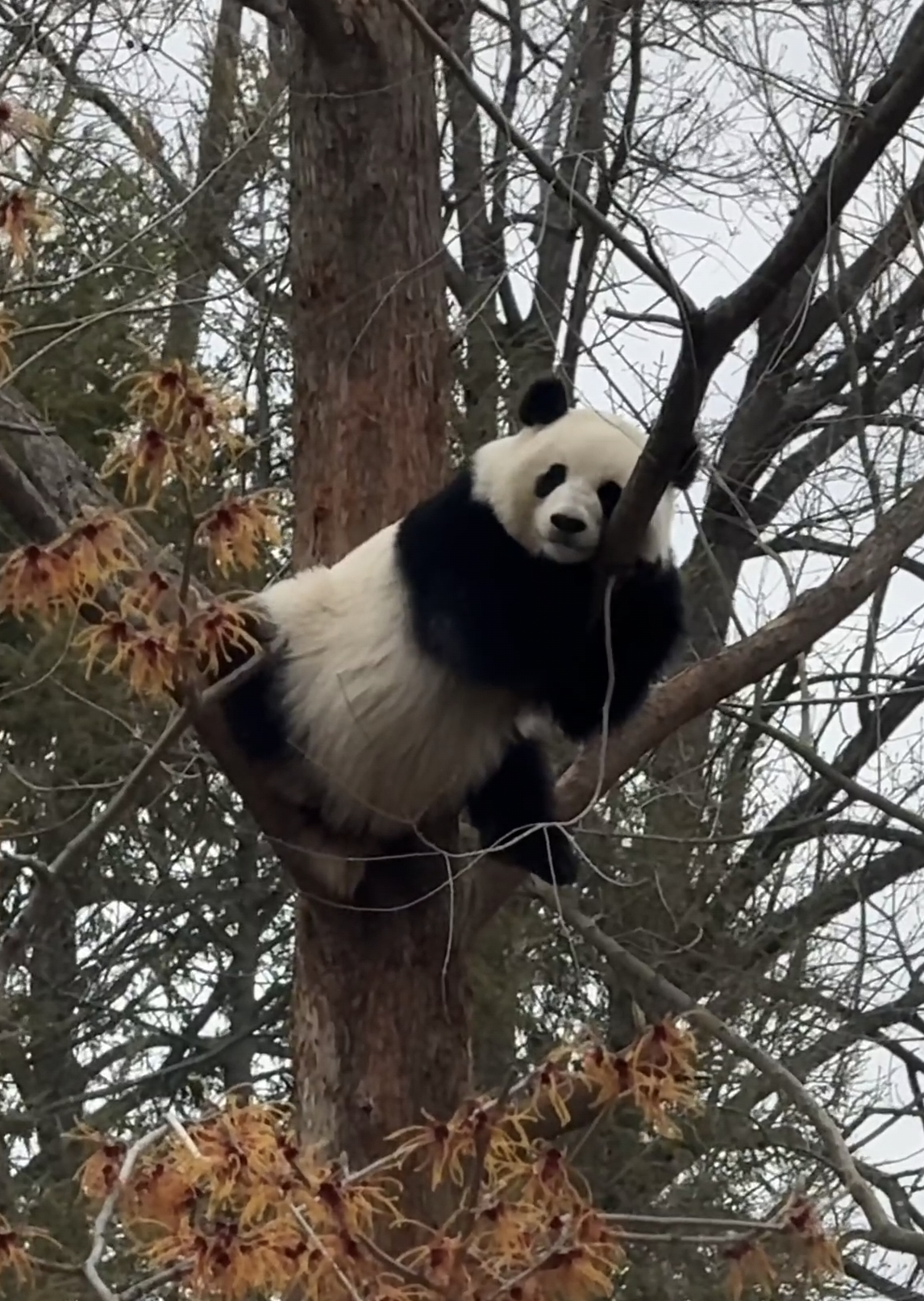 在树上睡觉的青宝，会熊猫武功。🐼 ​​​