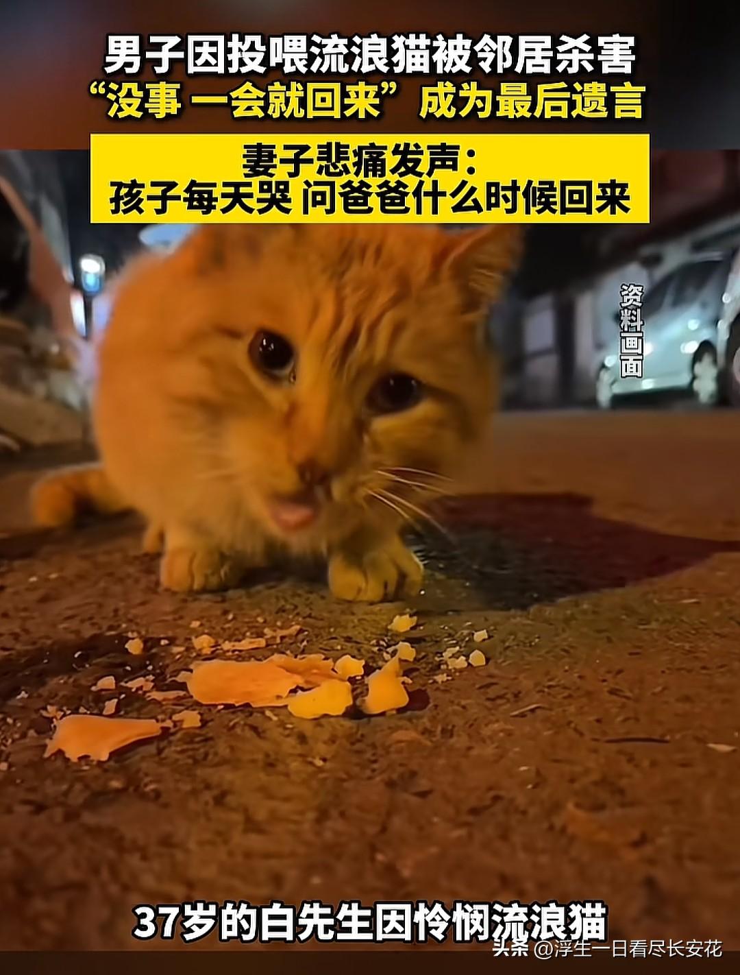 看到白先生因投喂流浪猫遭遇不幸的新闻，心里像被揪了一下。谁能想到，一次对流浪动物