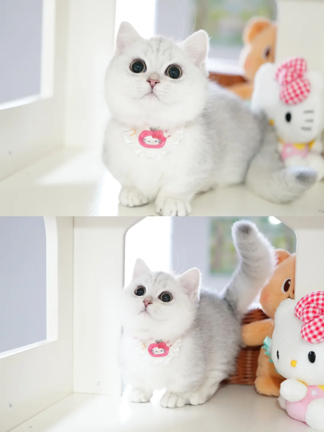 我这么可爱你不爱我！银渐层曼基康矮脚猫