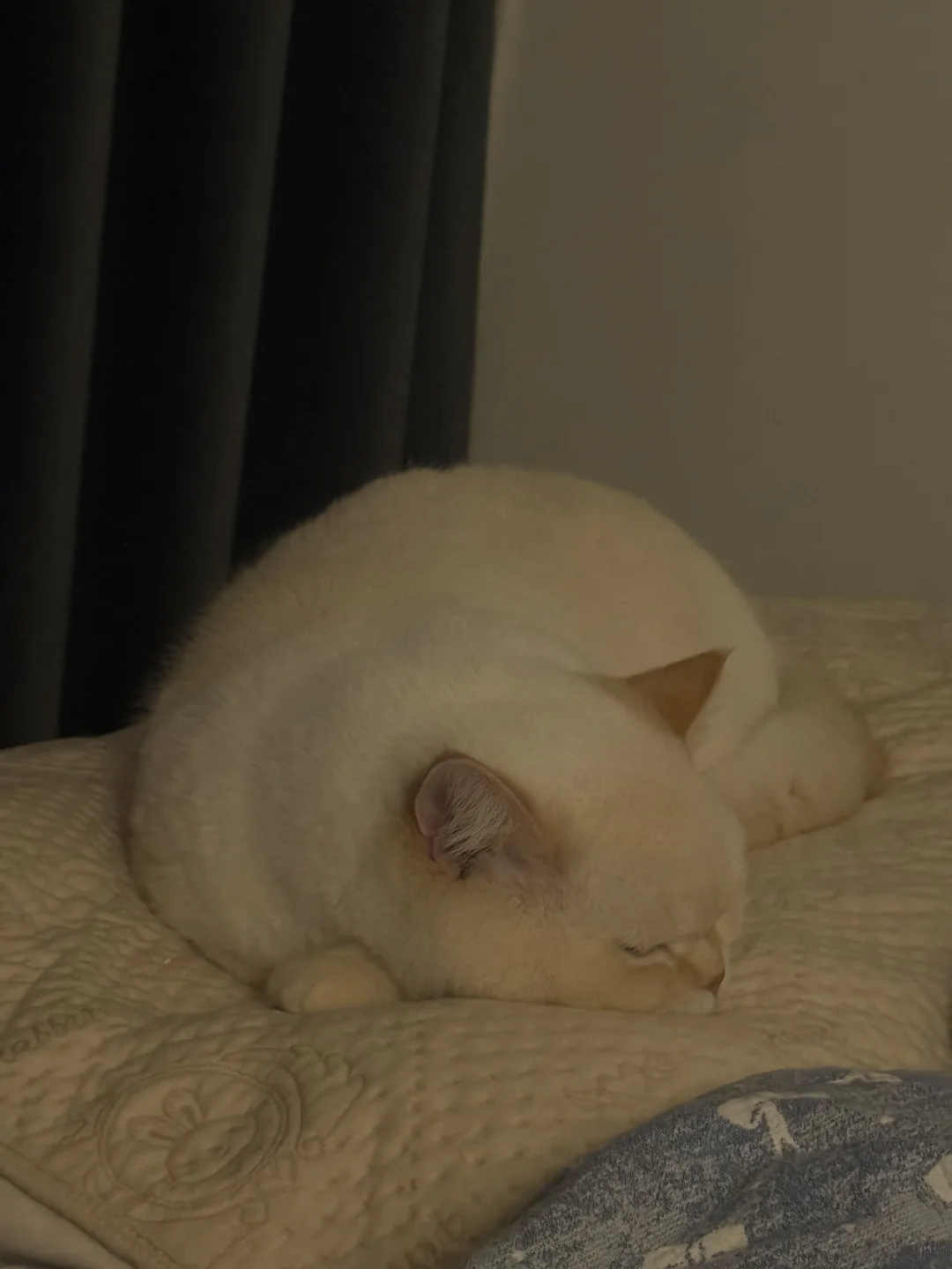 真的是小海豹 世界上最可爱的小猫咪