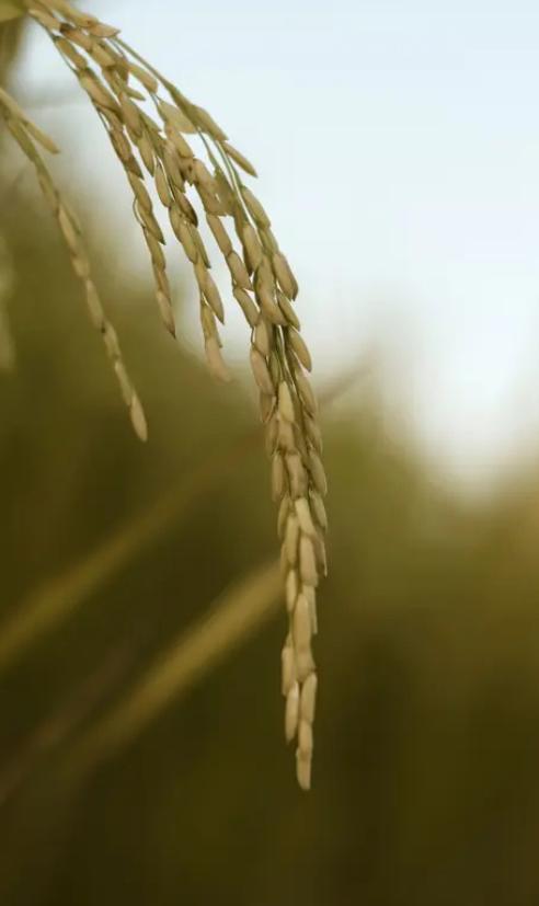 古代水稻小麦玉米大豆并称四大主食，香甜红薯为啥排不上号？
 
聊到古代四大主食，