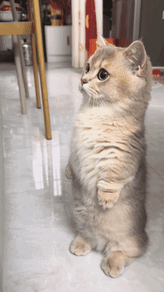 不让出去玩，
气的肚子一鼓一鼓的，
也许下一秒就要动爪子了，
再柔弱也是有脾气的