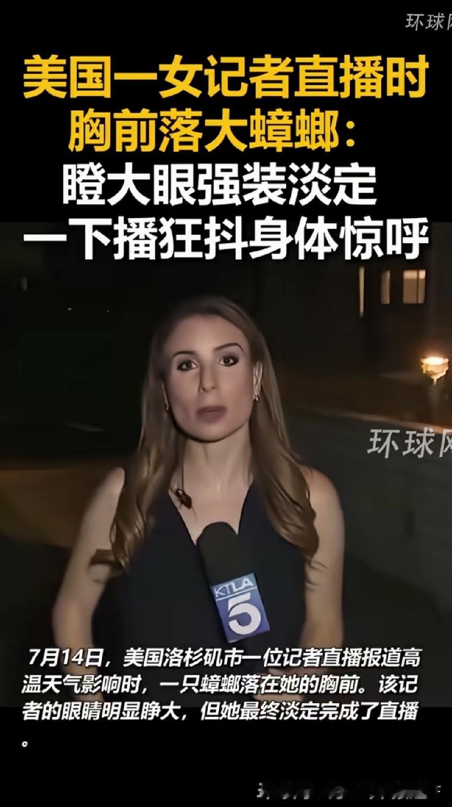 美国大蟑螂[呲牙]