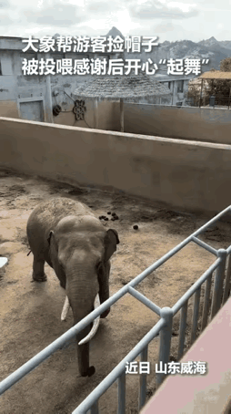 这个也太厉害了吧，
像假的。
但是很可爱。