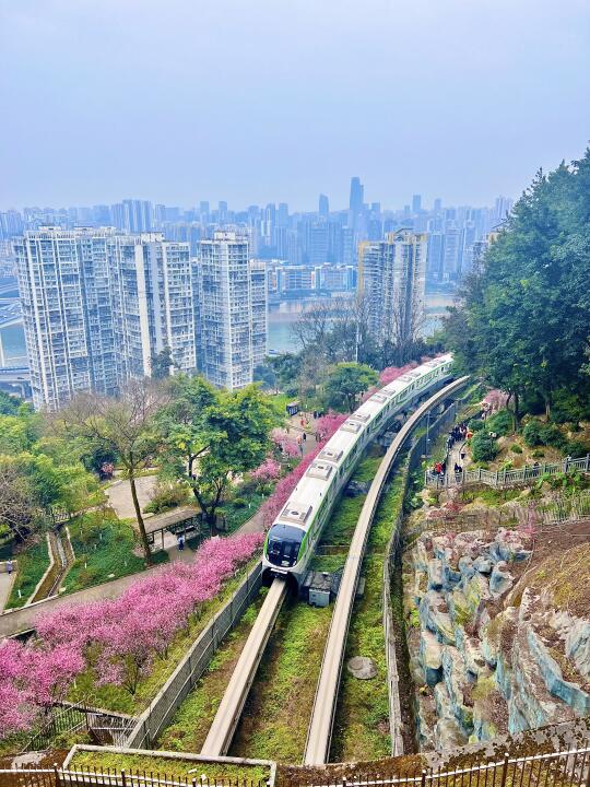 重庆春日列车原地封神！半山崖线赏梅全攻略