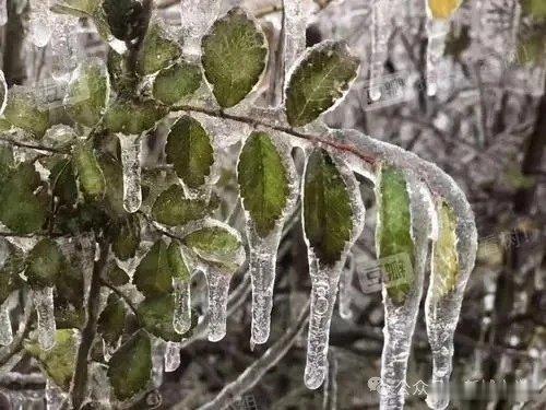 冻雨感吟（七绝）（新韵）天行冻雨筑冰山，学子明晨把校还。心系师生局领导，延期一日