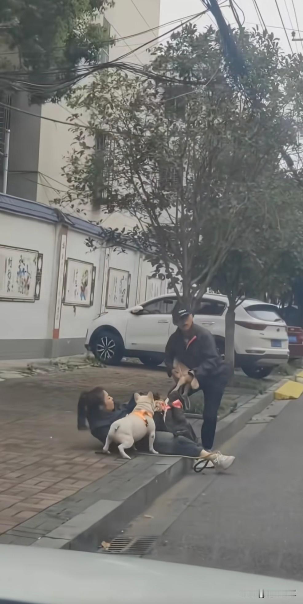 法斗什么时候这么厉害了，找个路人把奶白色狗牵开，主人不就可以把虎斑嘴给拔开了。柴