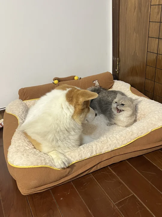 没有三八线，却似有三八线