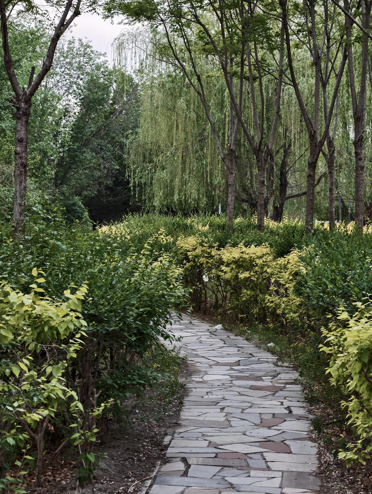 春末的公园，各种绿植和弯曲的石板小路，呈现出幽静的画面！